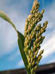 Image showing head of grass