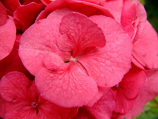 Image showing hydrangea flower detail