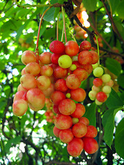 Image showing branch of red ripe schizandra