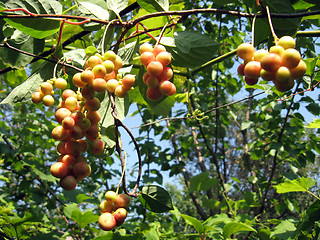 Image showing branch of green schizandra