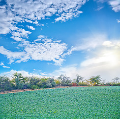 Image showing nature in crimea