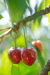 Image showing tree in garden