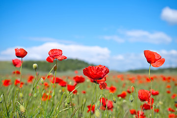 Image showing poppy field