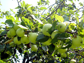 Image showing big branch with ripe apples