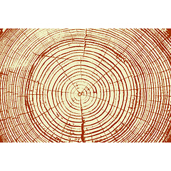 Image showing Tree rings saw cut tree trunk background. illustration.