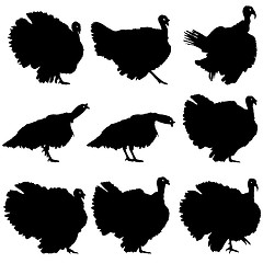 Image showing Silhouettes of turkeys. illustration.