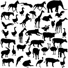 Image showing Set  silhouettes  animals and birds in the zoo collection. 