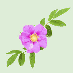 Image showing Wild rose isolated on green  background. illustration.