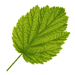 Image showing Autumn  leaf  on white background. illustration.