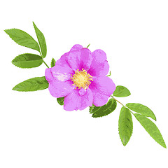 Image showing Wild rose isolated on white background. illustration.
