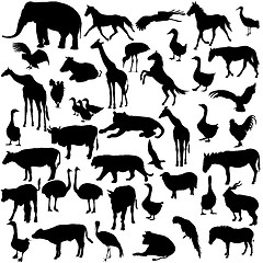 Image showing Set  silhouettes  animals and birds in the zoo collection. 