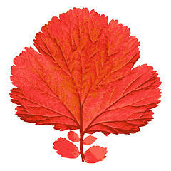 Image showing Autumn  leaf  on white background. illustration.