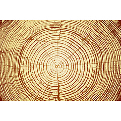 Image showing Tree rings saw cut tree trunk background. illustration.