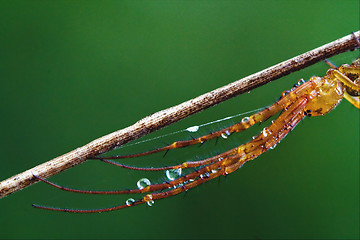 Image showing Arachnophobia