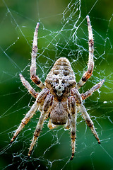 Image showing  Araneus Angulatus