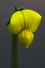 Image showing  yellow  lotus maritimus 