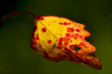 Image showing yellow and red  in autumn 