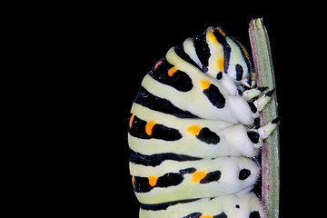 Image showing head of  Papilio Macaone