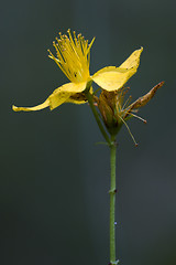 Image showing yellow  hypericum perforatum guttifere