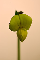 Image showing  yellow  lotus maritimus leguminose