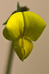 Image showing  yellow  lotus maritimus leguminose genista 