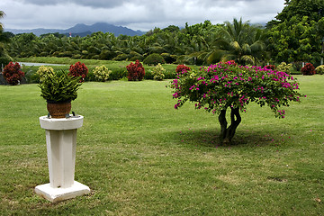 Image showing  garden in  beau plan 