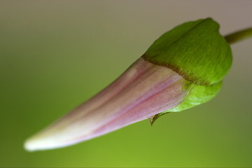 Image showing pink flower campanula rapunculus campanulacee 