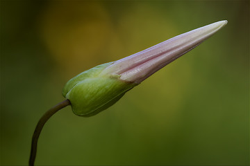 Image showing  rapunculus campanulacee 