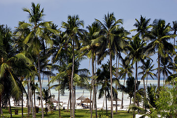 Image showing palm and coastline in  zanzibar