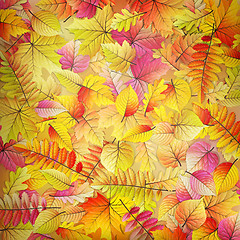 Image showing Colorful fallen autumn leaves. EPS 10