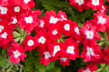 Image showing beautiful red flowers at summer garden