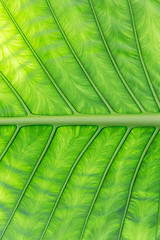 Image showing green palm tree leaf