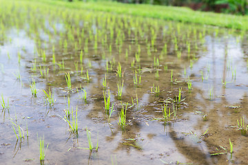 Image showing rice field at plantation in asia