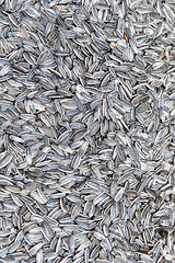 Image showing sunflower seeds texture