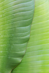 Image showing green palm tree leaf