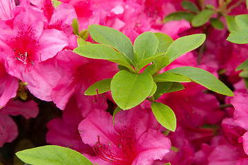 Image showing beautiful red flowers at summer garden