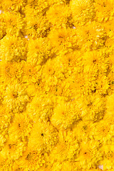 Image showing beautiful chrysanthemums flowers
