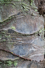 Image showing close up of palm tree trunk bark surface