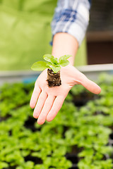 Image showing close up of woman hand holding seedling sprout