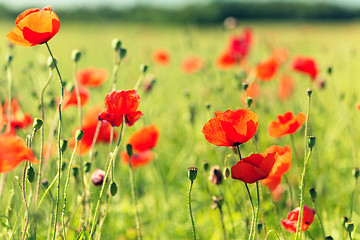 Image showing summer blooming poppy field