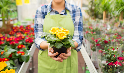 Image showing close up of woman holding flowers in greenhouse