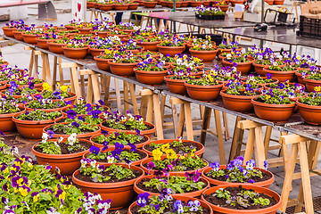 Image showing flowers at the square