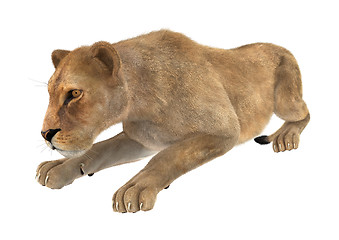 Image showing Female Lion