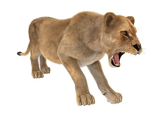 Image showing Female Lion