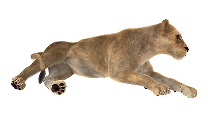 Image showing Female Lion