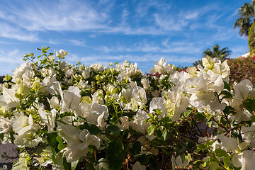 Image showing White bougainvillea, Sharm el Sheikh, Egypt.