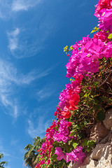 Image showing pink bougainvillea, Sharm el Sheikh, Egypt.