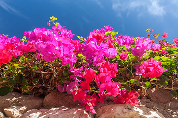 Image showing pink bougainvillea, Sharm el Sheikh, Egypt.