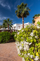 Image showing The tropical garden in Egypt.