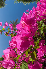 Image showing pink bougainvillea, Sharm el Sheikh, Egypt.